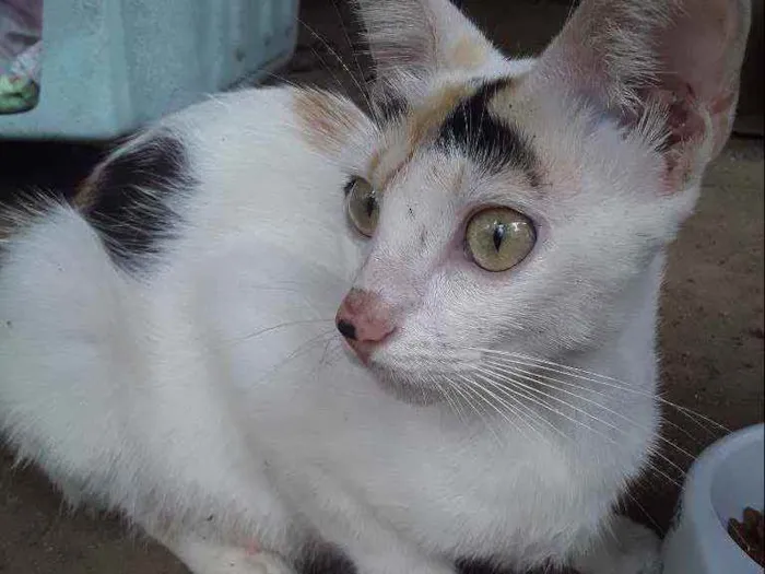 Gato ra a Srd idade Abaixo de 2 meses nome 6 gatinhos abandonad