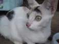 6 gatinhos abandonad