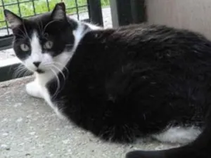 Gato raça Mestiço kurilian bobtail idade 5 anos nome Ana