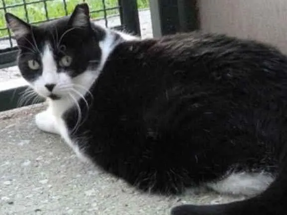 Gato raça Mestiço kurilian bobtail idade 5 anos nome Ana