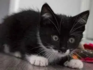 Gato raça SRD  idade  nome Sem nome 