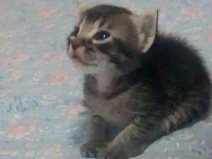 Gato raça SRD idade Abaixo de 2 meses nome Sem nome