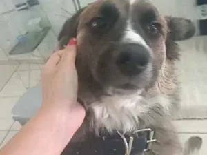 Cachorro raça SRD  idade 1 ano nome Hans