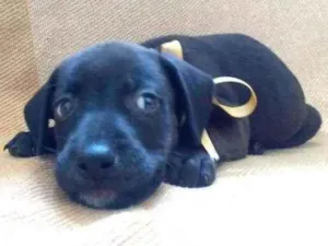 Cachorro raça RND idade Abaixo de 2 meses nome Sem nome