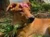 Cachorro raça SRD-ViraLata idade 2 a 6 meses nome Nala
