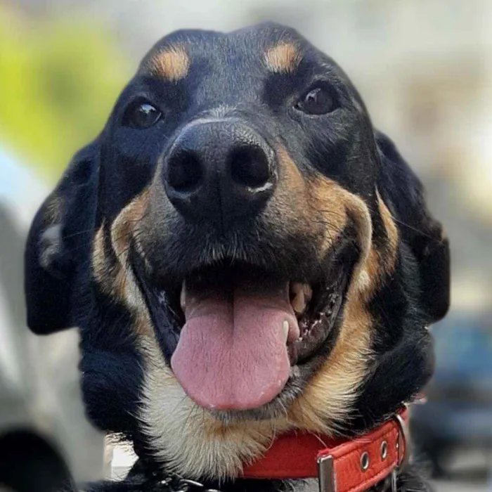 Cachorro ra a SRD idade 3 anos nome Caetano
