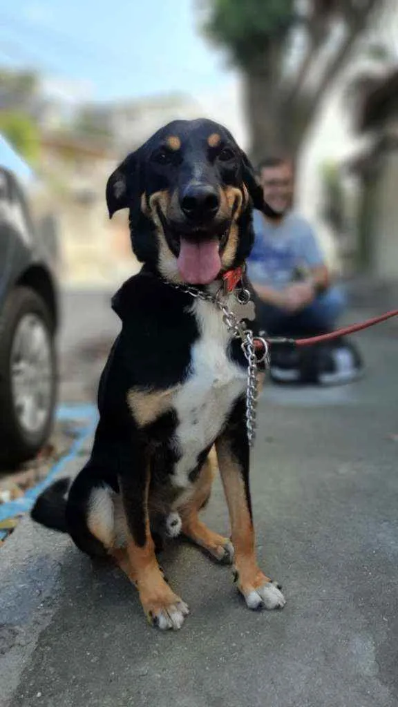Cachorro ra a SRD idade 3 anos nome Caetano