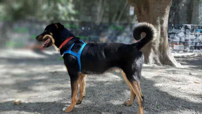Cachorro ra a SRD idade 3 anos nome Caetano