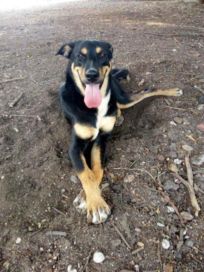 Cachorro ra a SRD idade 3 anos nome Caetano