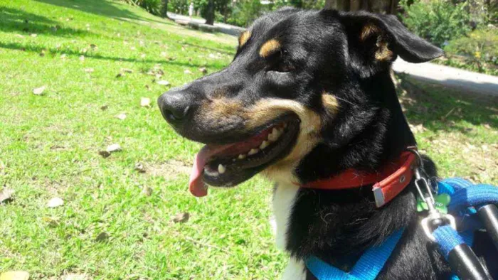 Cachorro ra a SRD idade 3 anos nome Caetano