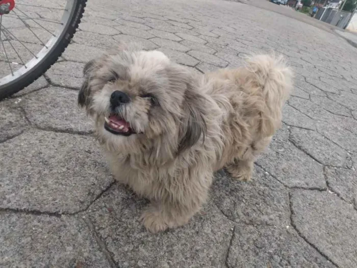 Cachorro ra a Shitszu  idade 5 anos nome Tobby 