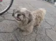 Tobby