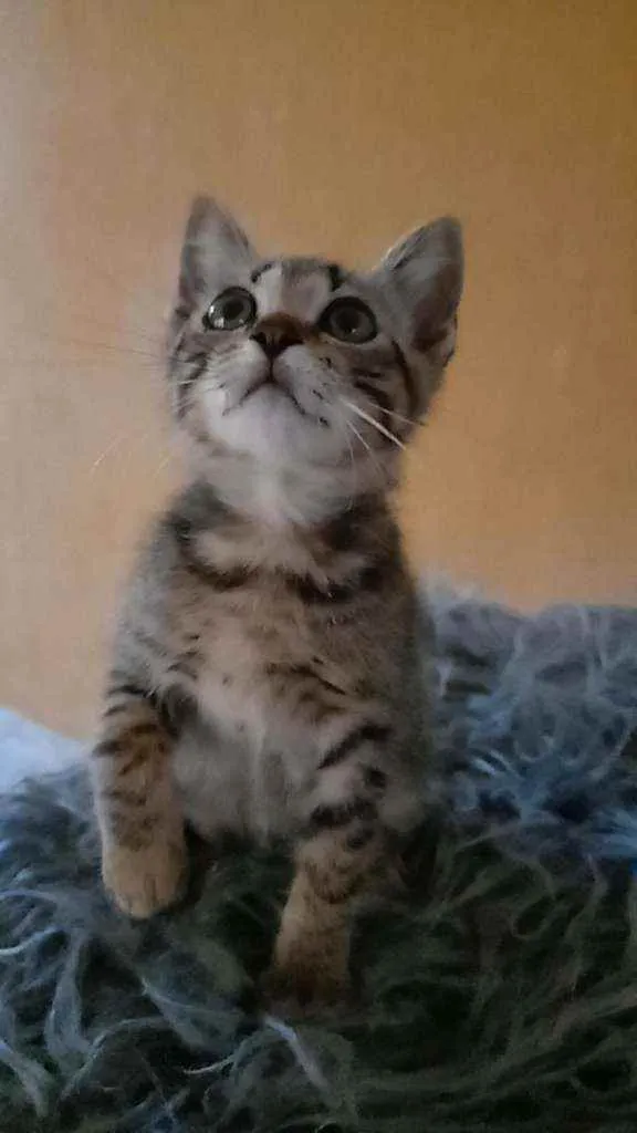 Gato ra a SRD idade Abaixo de 2 meses nome Mia e Lola 