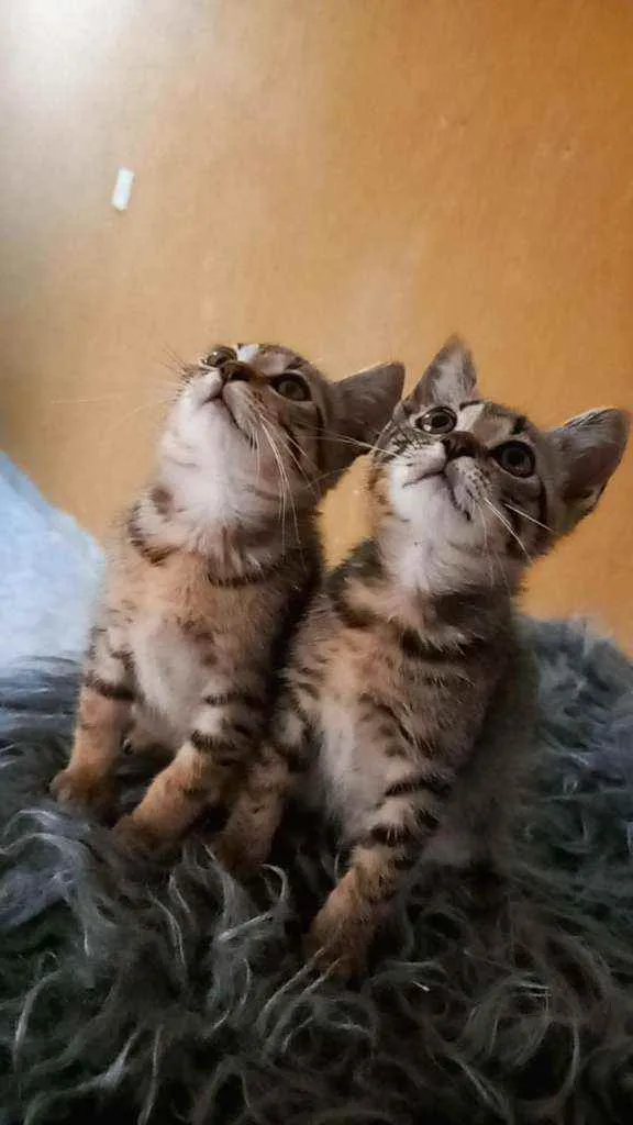 Gato ra a SRD idade Abaixo de 2 meses nome Mia e Lola 