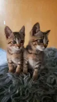 Mia e Lola 