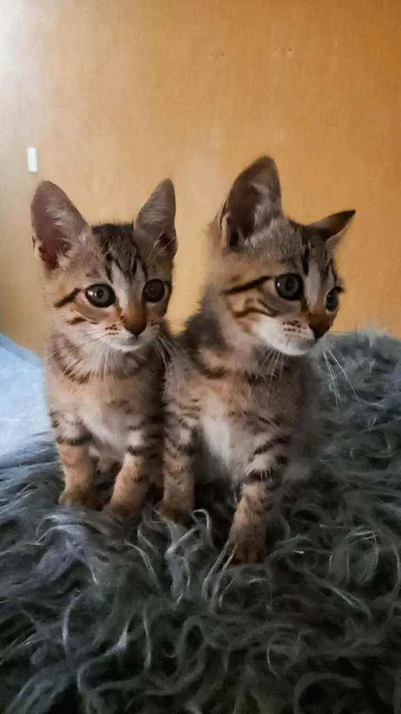 Gato ra a SRD idade Abaixo de 2 meses nome Mia e Lola 
