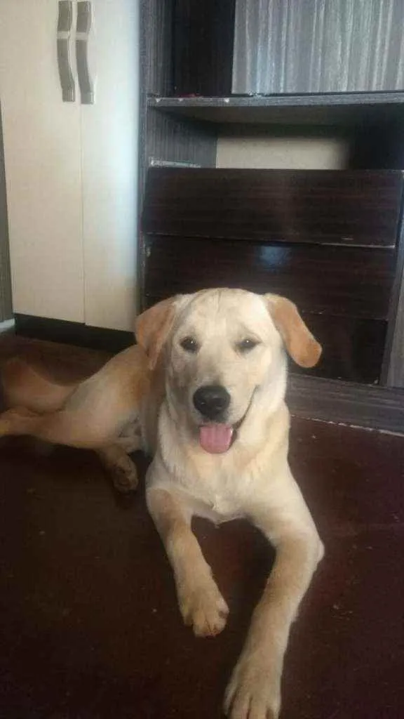 Cachorro ra a SRD idade 7 a 11 meses nome Tobias
