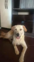 Tobias