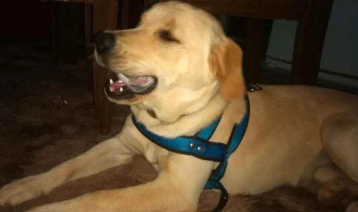 Cachorro ra a SRD idade 7 a 11 meses nome Tobias