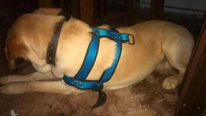 Cachorro ra a SRD idade 7 a 11 meses nome Tobias