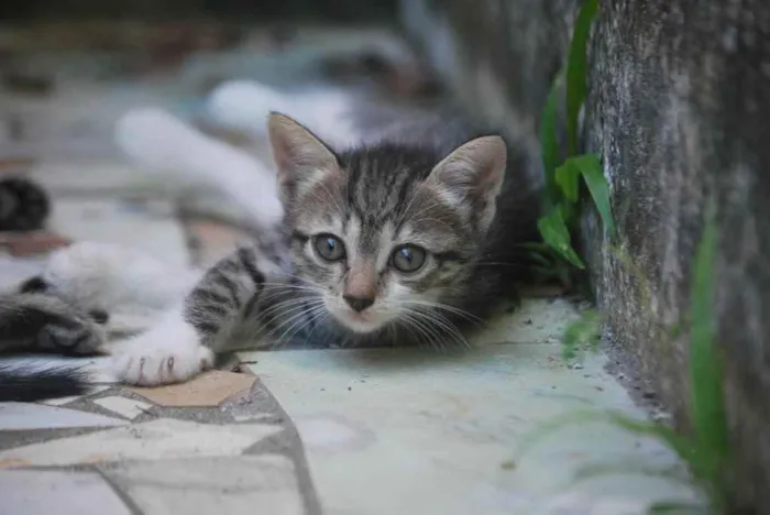 Gato ra a Indeterminada  idade Abaixo de 2 meses nome Sem nome 