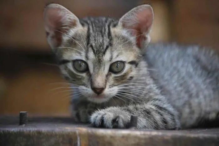 Gato ra a Indeterminada  idade Abaixo de 2 meses nome Sem nome 