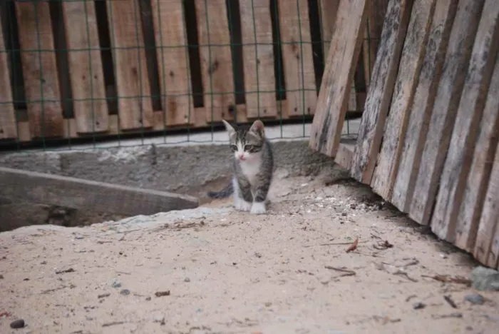 Gato ra a Indeterminada  idade Abaixo de 2 meses nome Sem nome 