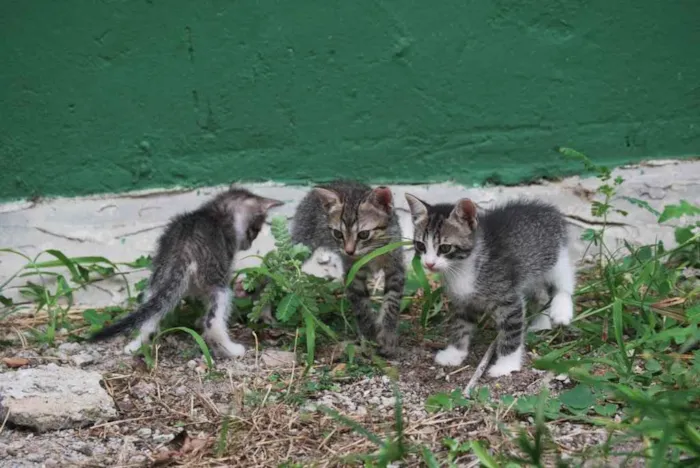 Gato ra a Indeterminada  idade Abaixo de 2 meses nome Sem nome 