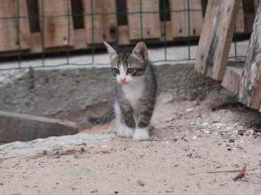 Gato ra a Indeterminada  idade Abaixo de 2 meses nome Sem nome 