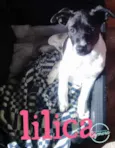 Lilica