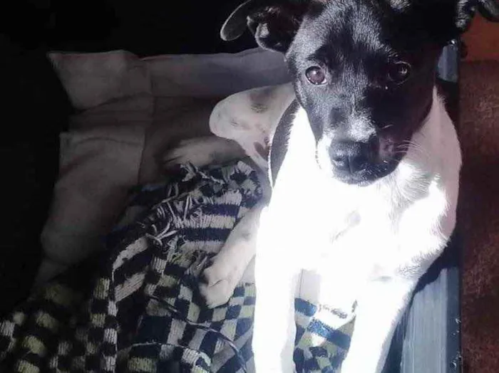 Cachorro ra a SRD  idade 2 a 6 meses nome Lilica