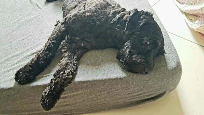 Cachorro raça SRD idade 7 a 11 meses nome Ziggy