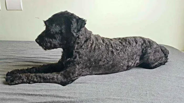 Cachorro raça SRD idade 7 a 11 meses nome Ziggy