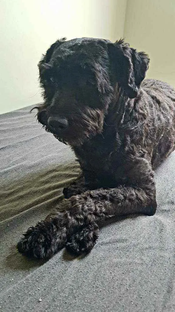 Cachorro raça SRD idade 7 a 11 meses nome Ziggy