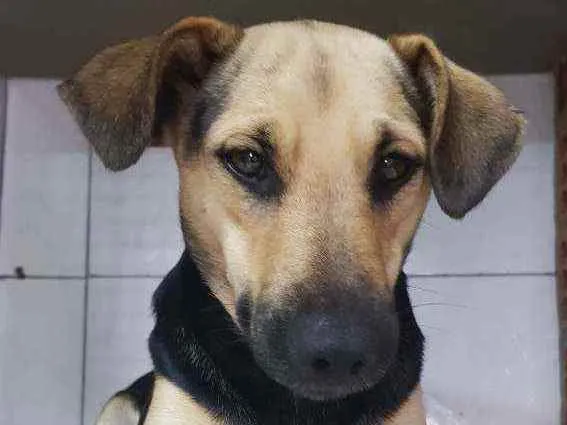 Cachorro raça SRD idade 1 ano nome Cacau