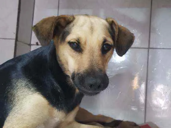 Cachorro raça SRD idade 1 ano nome Cacau