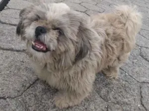 Cachorro raça Shitszu  idade 5 anos nome Tobby 