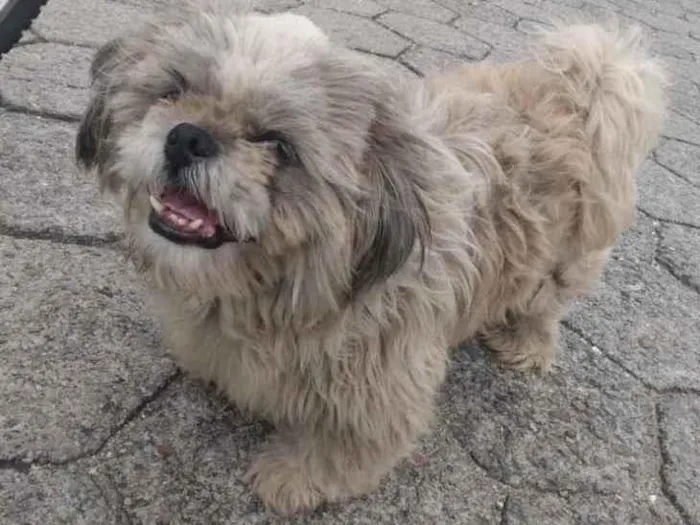 Cachorro ra a Shitszu  idade 5 anos nome Tobby 