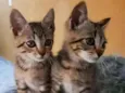 Mia e Lola 