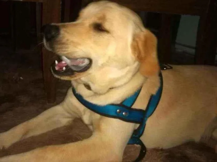Cachorro ra a SRD idade 7 a 11 meses nome Tobias