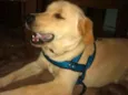 Tobias