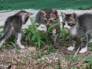 Gato raça Indeterminada  idade Abaixo de 2 meses nome Sem nome 