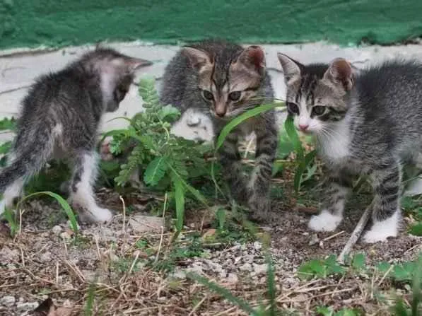 Gato ra a Indeterminada  idade Abaixo de 2 meses nome Sem nome 