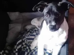 Cachorro raça SRD  idade 2 a 6 meses nome Lilica