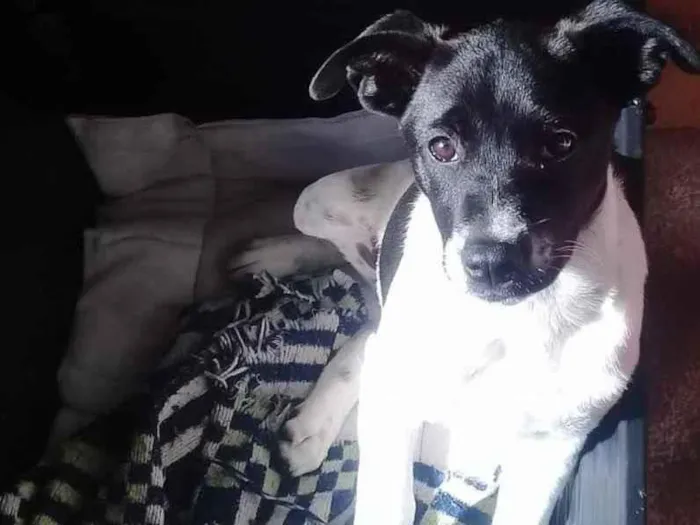 Cachorro ra a SRD  idade 2 a 6 meses nome Lilica