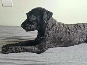 Cachorro raça SRD idade 7 a 11 meses nome Ziggy