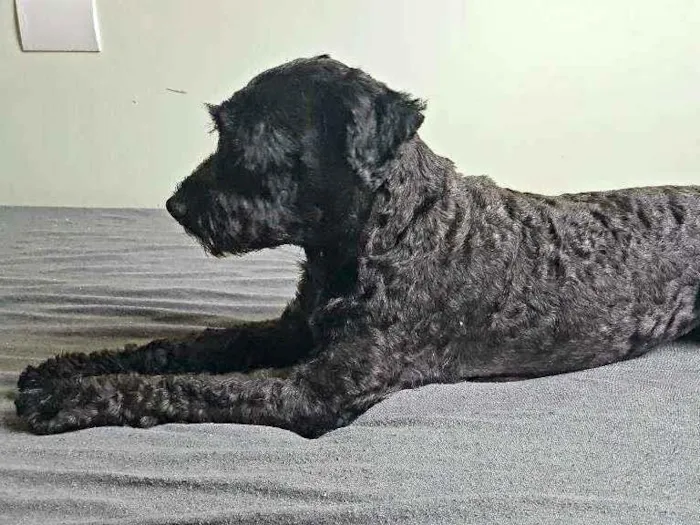 Cachorro raça SRD idade 7 a 11 meses nome Ziggy