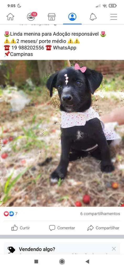 Cachorro ra a Srd idade 2 a 6 meses nome Amora 