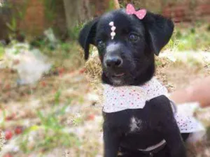 Cachorro raça Srd idade 2 a 6 meses nome Amora 