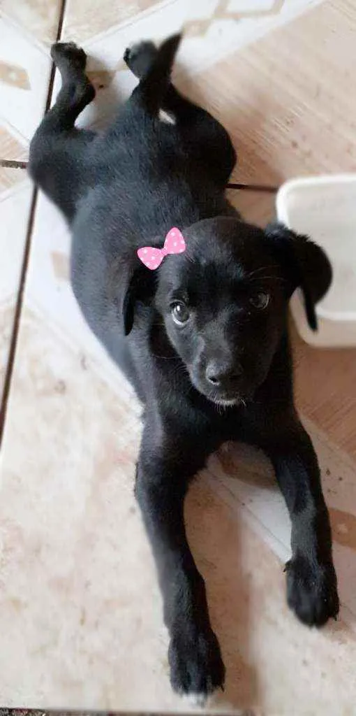 Cachorro ra a Srd idade 2 a 6 meses nome Amora 